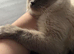 1 year old male ragdoll