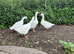 Geese for sale