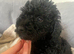Beautiful jackapoo puppies