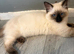 Ragdoll to be rehomed
