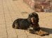3 year old girl sable show cocker spaniel for sale
