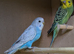 Beautiful Healthy Baby Budgies