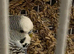 3 male adult budgies