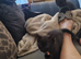 British Short Hair kittens