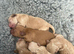 Beautiful golden and blonde KC registered Cocker Spaniel Puppies