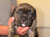 Cane Corso bandogge mastiff chunky pups for sale