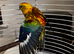 Barred Parakeet & cage set up
