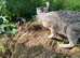Savannah cross kittens