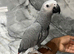 Friendly HandReared Male Baby Super Tame Congo African Grey Parrot.12