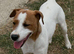 9 month old Parson type Jack Russell for Sale