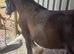 Yearling Bay Filly