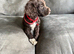 7 playful cocker spaniels pups