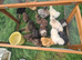 Silkie pullets for sale