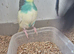 Budgies (Young tame and Adults)