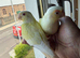 Creamino conure
