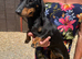 Beautiful gucci the miniature dachshund