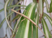 Baby Indian stick insects