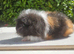 Baby swiss guinea pigs
