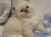 GCCF blue, seal and lilac point and mitted ragdoll boys