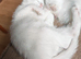 3 Beautiful Khao Manee x Turkish Angora kittens for sale