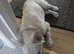 FLUFFY FRENCH BULLDOG FOR QUICK SALE £1225