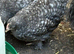 Beautiful cuckoo pekin pullets 7 weeks old