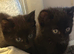 Beautiful kittens