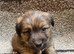 Jack Russell puppies
