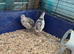 Quail
