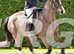 Competition dream. Bred out of the famous Argento