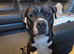 Staffy cross