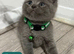 Urgent kittens reduced