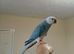 mutation male