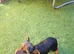 Miniature Yorkie mix