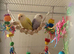 love bird flock