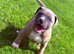 Adorable very rare blue fawn female staff pups