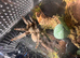 Female Trinidad chevron / p Cambridgei