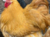 Buff orpington hatching eggs chicken beautiful parents