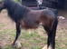 Heavy cob colt just started in the cart