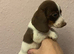 Last girl miniature dachshund puppy