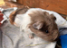 Guinea Pigs- pair of baby brothers
