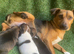 Jack Russell puppies