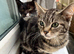 5 month old kittens