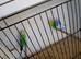 Budgies for sale