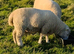 Poll Dorset Ram For Sale