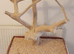 Java parrot play stand.