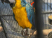 Stunning HandReared Baby Blue & Gold Macaw Parrot,18