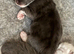 Ragdoll kittens born on the 10/7/26