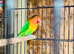 Lovely bird