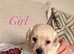 Shipooh puppies